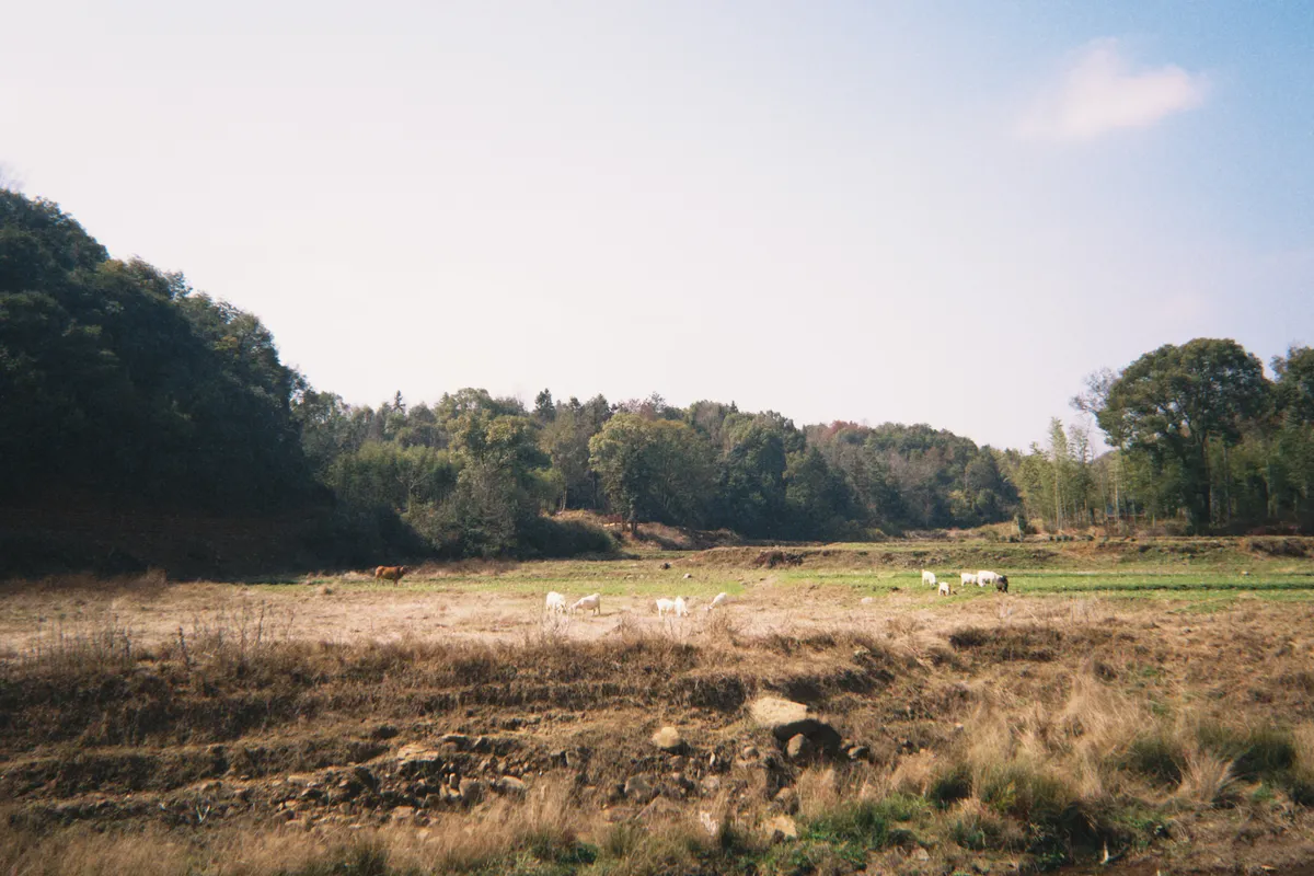 A relaxed walk around home