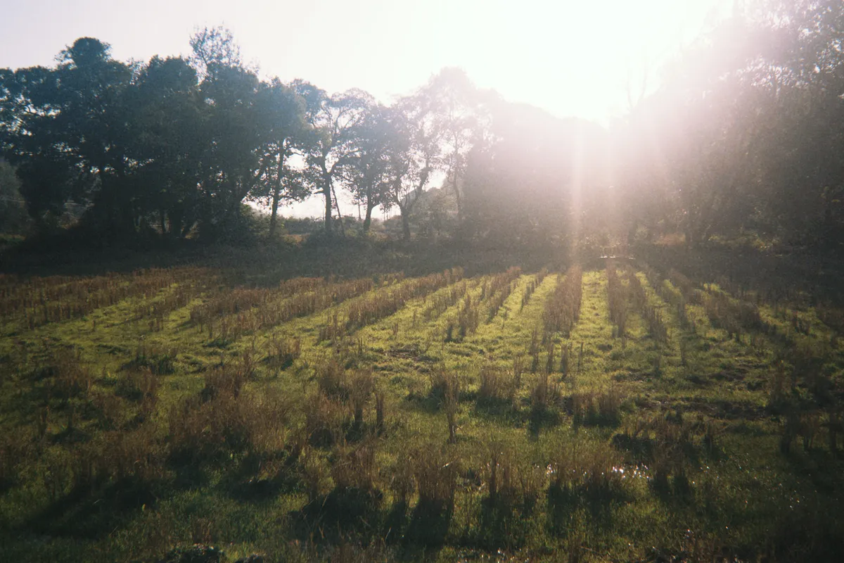 A relaxed walk around home