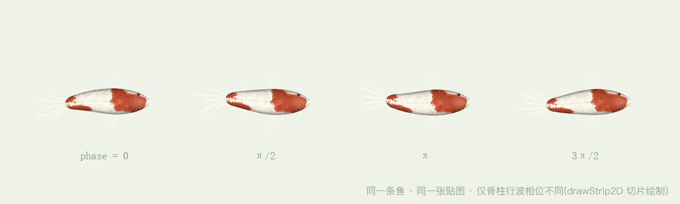 同一条鱼四个相位的切片绘制结果